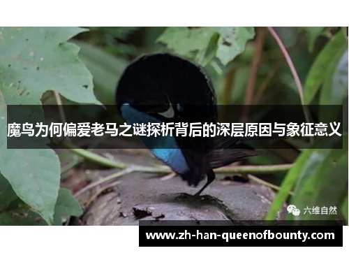 魔鸟为何偏爱老马之谜探析背后的深层原因与象征意义